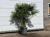 Chinese waaierpalm dubbele stam - trachycarpus fortunei - hoogte ca. 180 cm - afbeelding 2 van  3