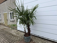 Chinese waaierpalm dubbele stam - trachycarpus fortunei - hoogte ca. 200 cm - afbeelding 2 van  7