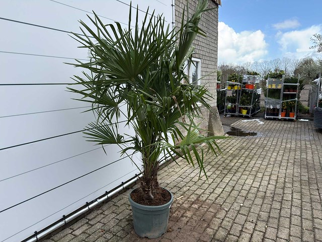 Chinese waaierpalm dubbele stam - trachycarpus fortunei - hoogte ca. 200 cm - afbeelding 5 van  7