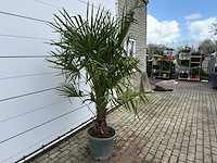 Chinese waaierpalm dubbele stam - trachycarpus fortunei - hoogte ca. 200 cm - afbeelding 5 van  7