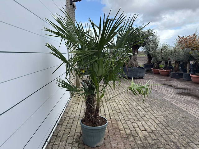 Chinese waaierpalm dubbele stam - trachycarpus fortunei - hoogte ca. 200 cm - afbeelding 6 van  7