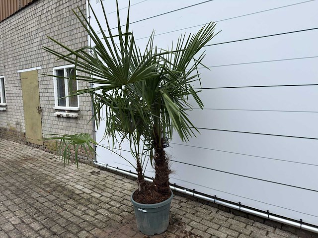 Chinese waaierpalm dubbele stam - trachycarpus fortunei - hoogte ca. 200 cm - afbeelding 2 van  7
