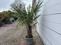 Chinese waaierpalm dubbele stam - trachycarpus fortunei - hoogte ca. 200 cm - afbeelding 3 van  7