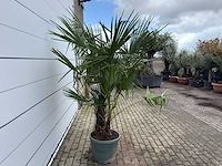 Chinese waaierpalm dubbele stam - trachycarpus fortunei - hoogte ca. 200 cm - afbeelding 6 van  7
