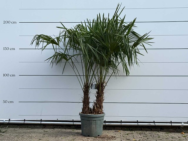 Chinese waaierpalm dubbele stam - trachycarpus fortunei - hoogte ca. 200 cm - afbeelding 1 van  2