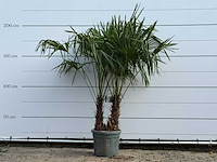Chinese waaierpalm dubbele stam - trachycarpus fortunei - hoogte ca. 200 cm - afbeelding 1 van  2