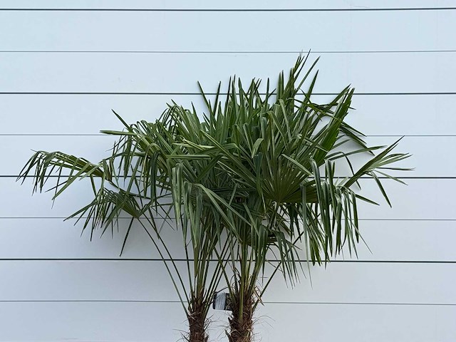 Chinese waaierpalm dubbele stam - trachycarpus fortunei - hoogte ca. 200 cm - afbeelding 2 van  2