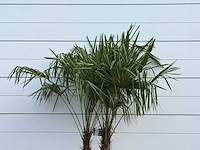 Chinese waaierpalm dubbele stam - trachycarpus fortunei - hoogte ca. 200 cm - afbeelding 2 van  2