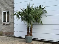 Chinese waaierpalm dubbele stam - trachycarpus fortunei - hoogte ca. 200 cm - afbeelding 2 van  5