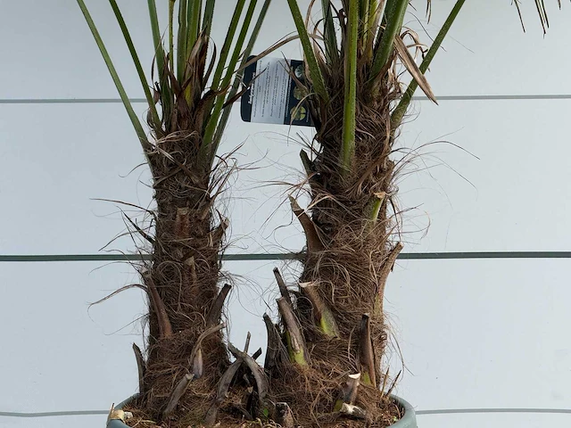 Chinese waaierpalm dubbele stam - trachycarpus fortunei - hoogte ca. 200 cm - afbeelding 4 van  5