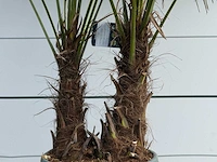 Chinese waaierpalm dubbele stam - trachycarpus fortunei - hoogte ca. 200 cm - afbeelding 4 van  5