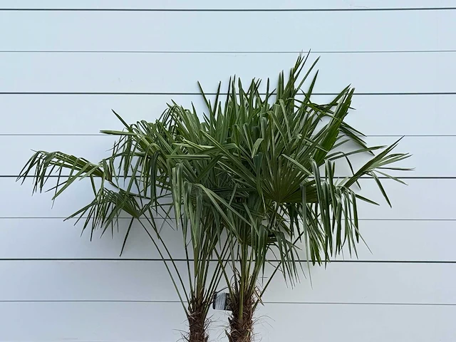Chinese waaierpalm dubbele stam - trachycarpus fortunei - hoogte ca. 200 cm - afbeelding 2 van  5