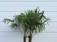 Chinese waaierpalm dubbele stam - trachycarpus fortunei - hoogte ca. 200 cm - afbeelding 2 van  5