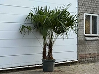 Chinese waaierpalm dubbele stam - trachycarpus fortunei - hoogte ca. 200 cm - afbeelding 4 van  5