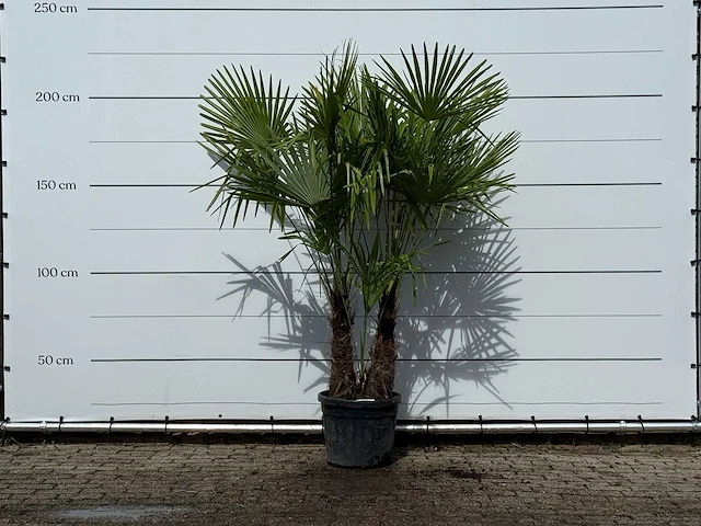 Chinese waaierpalm dubbele stam - trachycarpus fortunei - hoogte ca. 200 cm - afbeelding 1 van  3