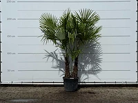 Chinese waaierpalm dubbele stam - trachycarpus fortunei - hoogte ca. 200 cm
