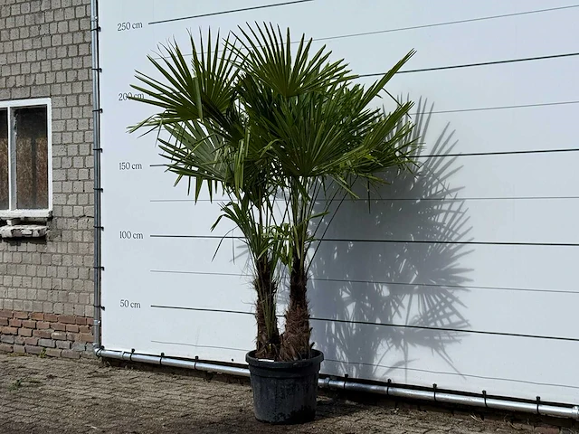 Chinese waaierpalm dubbele stam - trachycarpus fortunei - hoogte ca. 200 cm - afbeelding 2 van  3