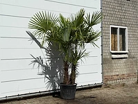 Chinese waaierpalm dubbele stam - trachycarpus fortunei - hoogte ca. 200 cm - afbeelding 3 van  3