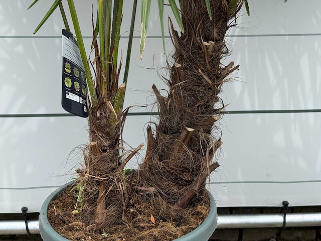 Chinese waaierpalm dubbele stam - trachycarpus fortunei - hoogte ca. 210 cm - afbeelding 1 van  1