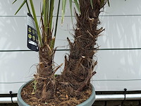 Chinese waaierpalm dubbele stam - trachycarpus fortunei - hoogte ca. 210 cm - afbeelding 1 van  1