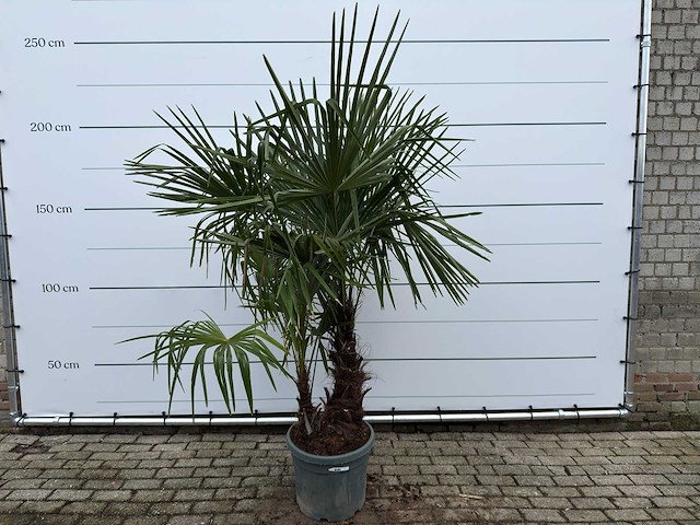 Chinese waaierpalm dubbele stam - trachycarpus fortunei - hoogte ca. 220 cm - afbeelding 1 van  3