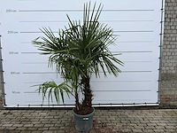 Chinese waaierpalm dubbele stam - trachycarpus fortunei - hoogte ca. 220 cm - afbeelding 1 van  3