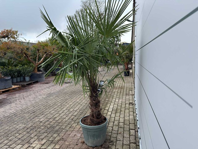 Chinese waaierpalm dubbele stam - trachycarpus fortunei - hoogte ca. 220 cm - afbeelding 2 van  3