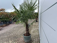 Chinese waaierpalm dubbele stam - trachycarpus fortunei - hoogte ca. 220 cm - afbeelding 2 van  3