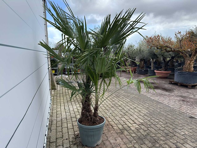 Chinese waaierpalm dubbele stam - trachycarpus fortunei - hoogte ca. 220 cm - afbeelding 3 van  3