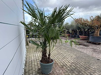 Chinese waaierpalm dubbele stam - trachycarpus fortunei - hoogte ca. 220 cm - afbeelding 3 van  3