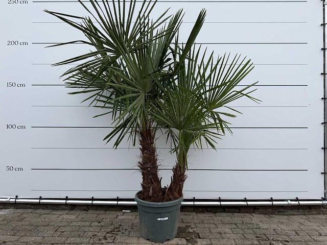 Chinese waaierpalm dubbele stam - trachycarpus fortunei - hoogte ca. 220 cm - afbeelding 1 van  2