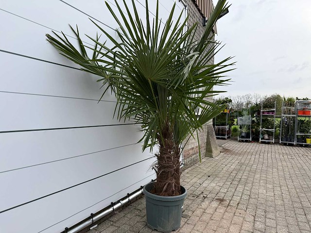 Chinese waaierpalm dubbele stam - trachycarpus fortunei - hoogte ca. 220 cm - afbeelding 2 van  2