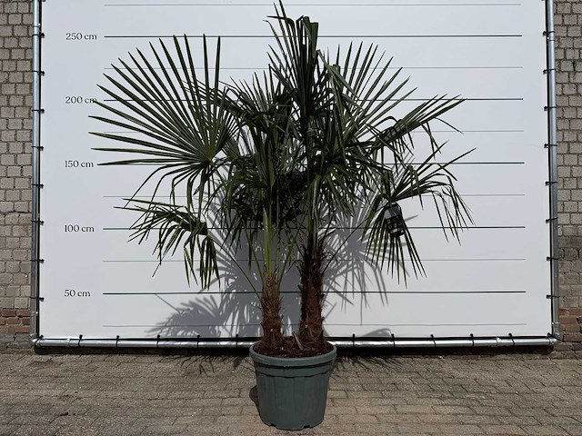 Chinese waaierpalm dubbele stam - trachycarpus fortunei - hoogte ca. 220 cm - afbeelding 1 van  3