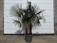 Chinese waaierpalm dubbele stam - trachycarpus fortunei - hoogte ca. 220 cm - afbeelding 1 van  3