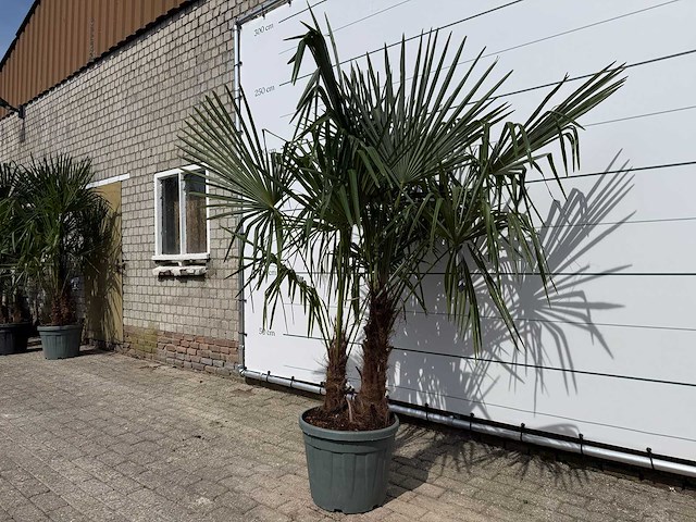 Chinese waaierpalm dubbele stam - trachycarpus fortunei - hoogte ca. 220 cm - afbeelding 2 van  3