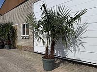 Chinese waaierpalm dubbele stam - trachycarpus fortunei - hoogte ca. 220 cm - afbeelding 2 van  3