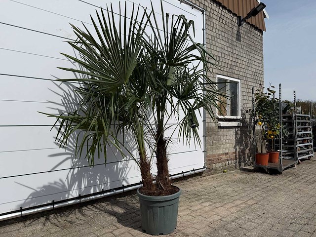 Chinese waaierpalm dubbele stam - trachycarpus fortunei - hoogte ca. 220 cm - afbeelding 3 van  3