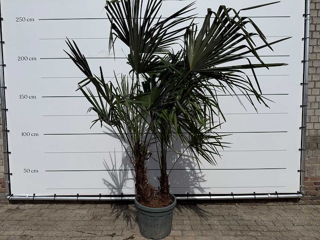 Chinese waaierpalm dubbele stam - trachycarpus fortunei - hoogte ca. 220 cm - afbeelding 1 van  5