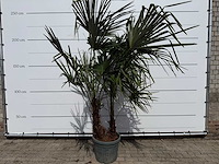 Chinese waaierpalm dubbele stam - trachycarpus fortunei - hoogte ca. 220 cm - afbeelding 1 van  5