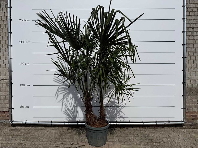 Chinese waaierpalm dubbele stam - trachycarpus fortunei - hoogte ca. 220 cm - afbeelding 2 van  5
