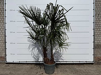 Chinese waaierpalm dubbele stam - trachycarpus fortunei - hoogte ca. 220 cm - afbeelding 2 van  5