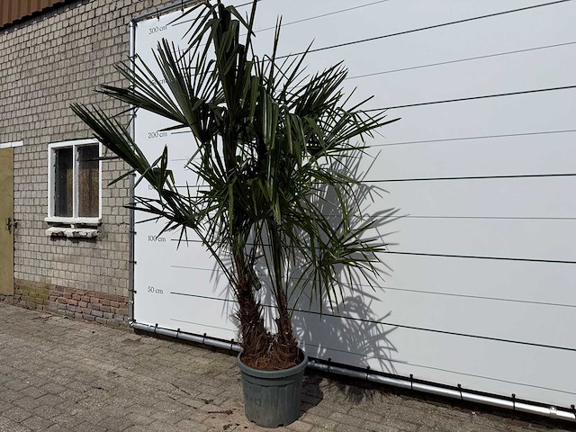 Chinese waaierpalm dubbele stam - trachycarpus fortunei - hoogte ca. 220 cm - afbeelding 3 van  5