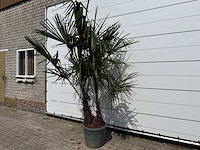 Chinese waaierpalm dubbele stam - trachycarpus fortunei - hoogte ca. 220 cm - afbeelding 3 van  5
