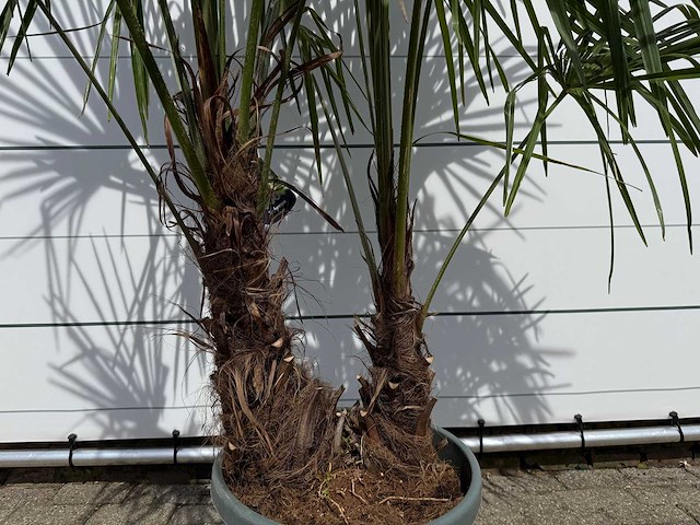 Chinese waaierpalm dubbele stam - trachycarpus fortunei - hoogte ca. 220 cm - afbeelding 5 van  5