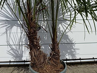 Chinese waaierpalm dubbele stam - trachycarpus fortunei - hoogte ca. 220 cm - afbeelding 5 van  5