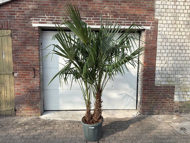 Chinese waaierpalm dubbele stam - trachycarpus fortunei - hoogte ca. 220 cm - afbeelding 1 van  4