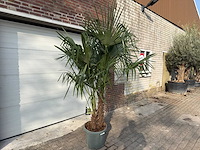Chinese waaierpalm dubbele stam - trachycarpus fortunei - hoogte ca. 220 cm - afbeelding 2 van  4