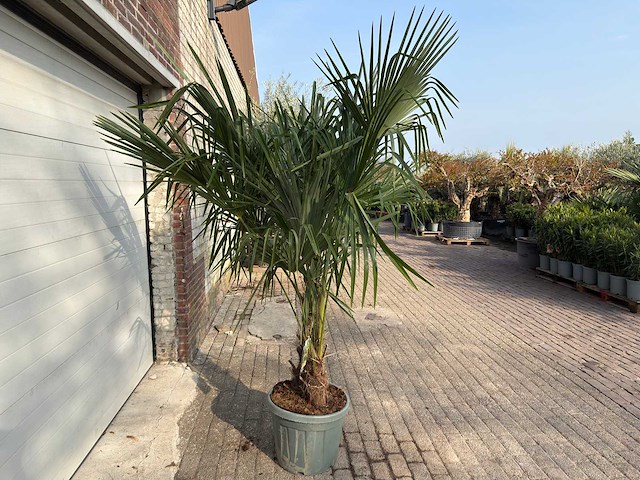 Chinese waaierpalm dubbele stam - trachycarpus fortunei - hoogte ca. 220 cm - afbeelding 3 van  4