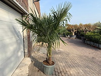 Chinese waaierpalm dubbele stam - trachycarpus fortunei - hoogte ca. 220 cm - afbeelding 3 van  4
