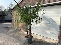 Chinese waaierpalm dubbele stam - trachycarpus fortunei - hoogte ca. 220 cm - afbeelding 4 van  4